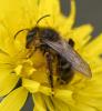 Andrena sp.